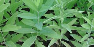 Sandalwood Plants