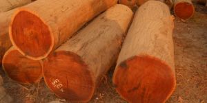 Teak Logs
