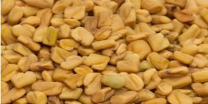 Fenugreek