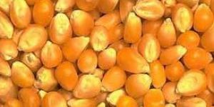 Yellow Maize