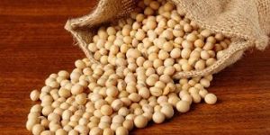 Soyabean