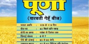 Manikya Purna Wheat Seeds