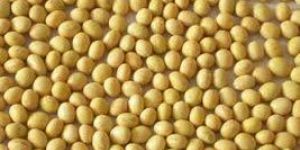 Soya Bean Seeds