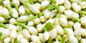 Madurai Jasmine Flower