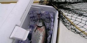 Techni Ice 4ply Reusable Dry Ice Sheets