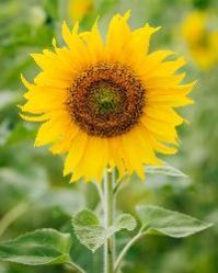 Sun Flowers