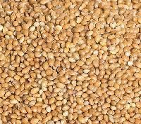 Yellow Millet