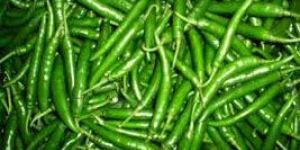 Fresh Green Chilli