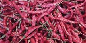 Guntur Teja Dry Red Chilli