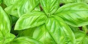Basil Oil