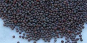 Brown Mustard Seeds