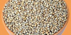 Pearl Millet