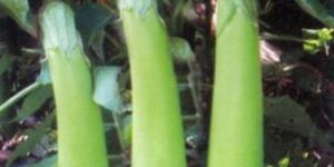 Brinjal Seeds