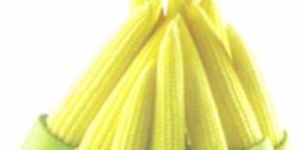 Sweet Corn Seeds