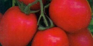 Tomato Seeds