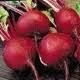 Red Beet Juice Powder (0.3% to 0.45% Betanine)
