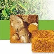 Turmeric Colour 5% Powder (e-100/75300)