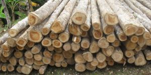 Round Teak Wood Logs