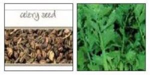 Celery Seed Oil