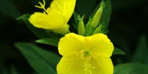 Evening Prime Rose Oil