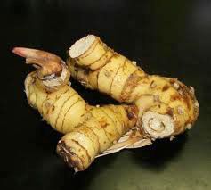Galangal Oil