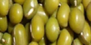 Green Mung Bean