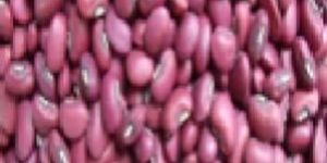 Red Cowpea