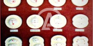 Animal Cell Division Meiosis