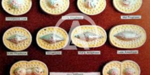 Animal Cell Division Mitosis