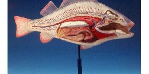 Fish Anatomy Model