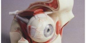 Human Eye Bony Orbit
