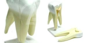 Human Tooth
