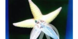 Star Fish Model