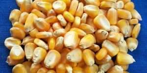 Corn Seeds