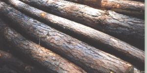 Variety Of Pine Logs