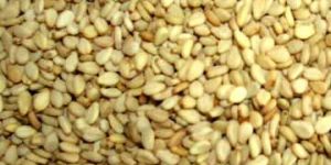 Sesame Seeds