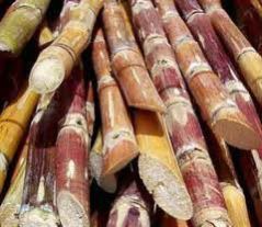 Sugarcane