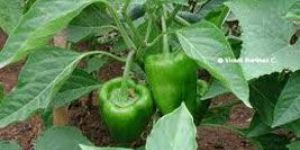 Fresh Capsicum