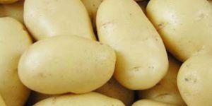 Fresh Potato