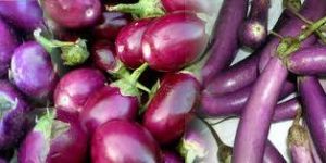 Brinjal