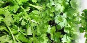 Coriander Leaves