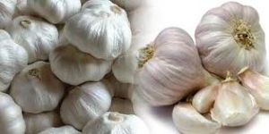 Garlic