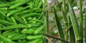 Lady Finger(Okhra)