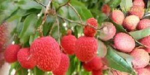 Litchi