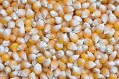 Maize