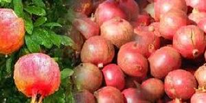 Pomegranate