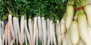 Radish