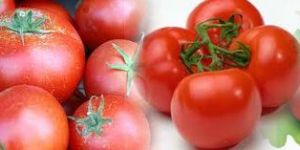 Tomato