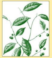 Salacia Oblonga Capsules