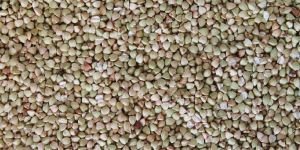 Buckwheat (Kuttu & Ragi)